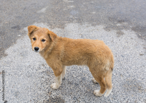 Foto Ein wilder Mischlingshund, der die Kamera untersucht