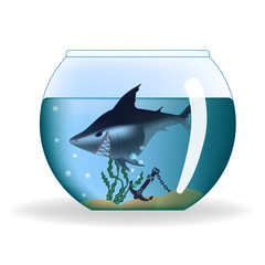 Wall Mural - Big dangerous looking shark in a small aquarium