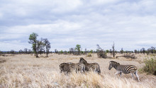 Plains Zebra In Kruger National Park