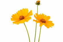 Yellow Daisy Flower Isolated