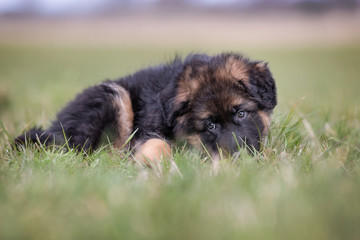 Sticker - German Shepherd Puppy lying down