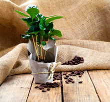 Coffee Plant Tree In Paper Packaging On Sackcloth, Wooden Backgr