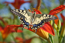 Close Up Of Papilio Machaon Butterfly Sitting On Flower