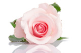Fototapeta  - beautiful single pink rose lying down on a white background