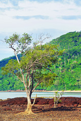 Poster - Rocky Shore Low Tide