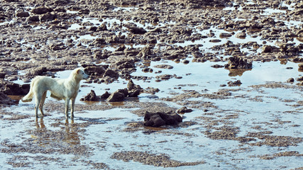 Canvas Print - Sea At Low Tide