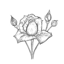 Hand Drawn Rose With Buds. Detailed Sketch Of Flower Isolated On White Background. Black And White Pencil Druwing.