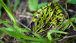 Common spotty green Northern leopard frog.  A summer's day finds a few of these amphibian animals sitting in the grass and warming in the sun.