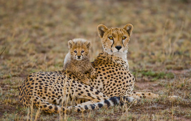 Sticker - Mother cheetah and her cub in the savannah. Kenya. Tanzania. Africa. National Park. Serengeti. Maasai Mara. An excellent illustration.