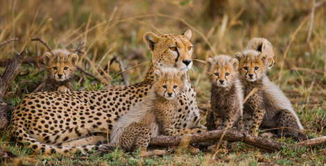 Wall Mural - mother cheetah and her cubs in the savannah. kenya. tanzania. africa. national park. serengeti. maas