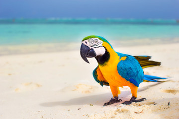 Wall Mural - Closeup colorful bright parrot on white sandy beach at tropical island 