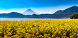 九州最大の池田湖 12月下旬から2月上旬まで楽しめる菜の花と薩摩富士こと開聞岳
