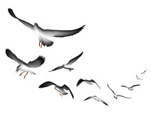Flying Seagulls Vector Illustration Isolated On White Background