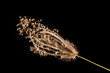 © peterkai - Grass on black background.