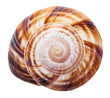 © vvoe - spiral mollusk shell of land snail close up