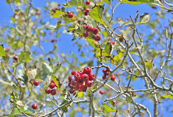 Sticker - Berries of hawthorn 12