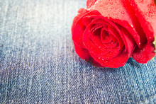 Closeup Red Rose With Water Drop Isolated On Jeans Fabric Background