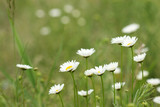 white daisy flower spring season