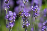 Fototapeta Lawenda - Lavendel mit Biene