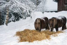 Two Shetland-ponies Eating Hay In A Harsh Winter Landscape