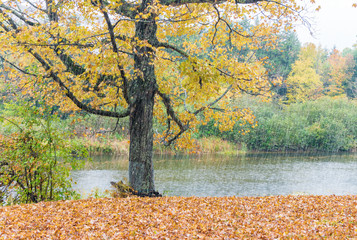 Wall Mural - Heavy rain on New England foliage scenario