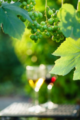 Wall Mural - wine with grapes growing on the vineyard