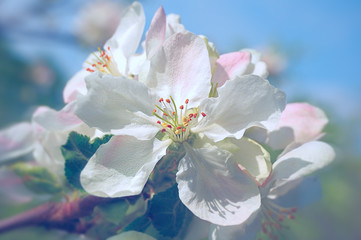 Wall Mural - apple blossom