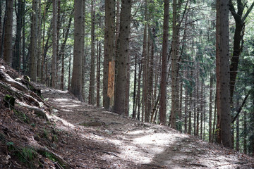 Wall Mural - Hiking trail