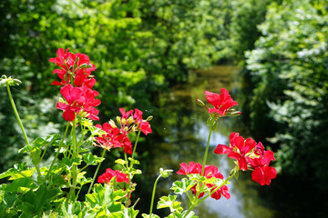 Wall Mural - Red flower