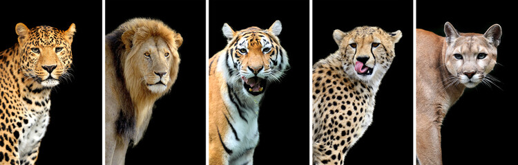 Canvas Print - Five big wild cats