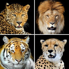 Wall Mural - four big wild cats