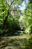Fototapeta Krajobraz - Forest river