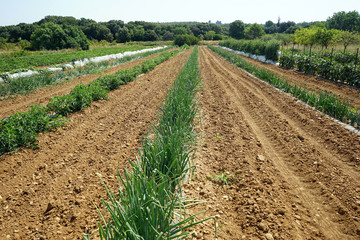 Wall Mural - Onion field