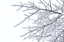 Snow-covered Branches Pattern On A White Background