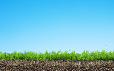 Wall Mural - grass with roots and soil