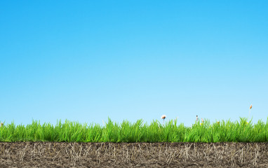 Wall Mural - grass with roots and soil