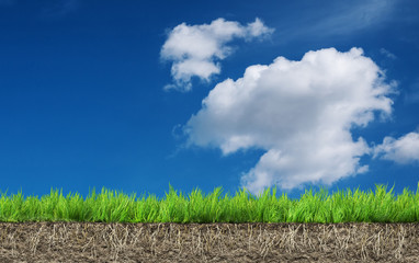 Wall Mural - grass with roots and soil
