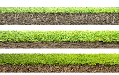 Wall Mural - grass with roots and soil