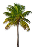 Fototapeta Sawanna - Palm tree isolated on white background