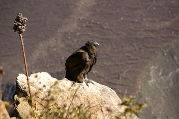 Kondor im Colca Cañon, Peru