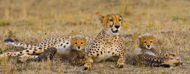 Wall Mural - mother cheetah and her cubs in the savannah. kenya. tanzania. africa. national park. serengeti. maas