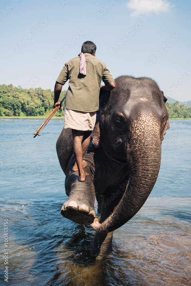 Elephant washing in the river