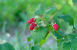 Tayberry - Rubus x „TAYBERRY“