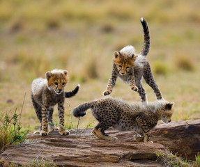Wall Mural - cheetah cubs play with each other in the savannah. kenya. tanzania. africa. national park. serengeti