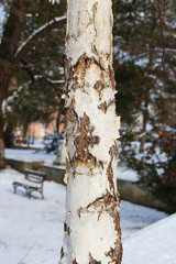 tree trunk closeup, birch wood background