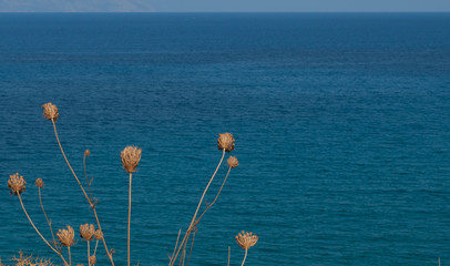 mare,blu,acqua,flora,semi,vacanze,riposo,serenità