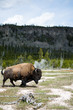 Bisons by the Yellowstone River with geysers in the background