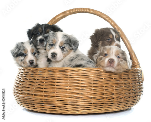 Fototapeta na wymiar puppies australian shepherd