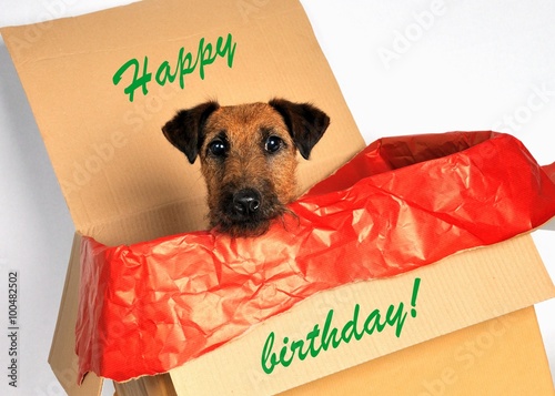süßer Hund im Karton mit Aufschrift "Happy birthday!" kaufen Sie
