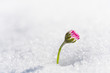 canvas print picture - Flower that emerges from the snow